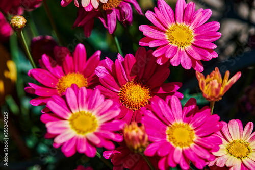 Macro shot of vibrant pink marguerites  Leucanthemum  in the sun.