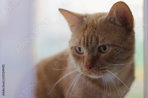 a huge red cat that looks straight