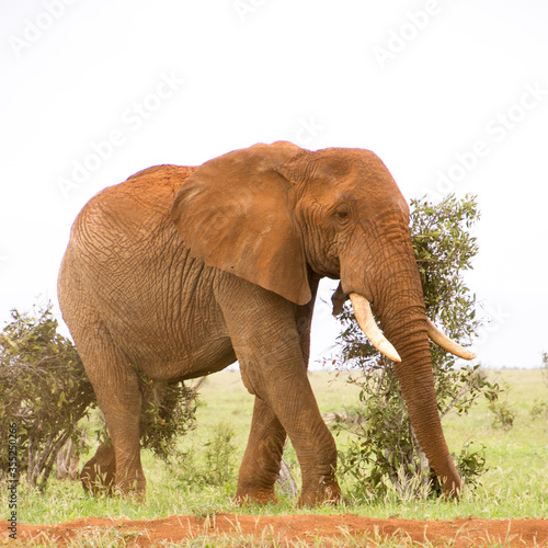 Elephants of Tsavo National Park