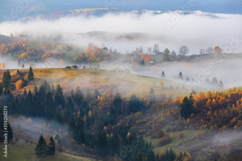 Autumn landscape in the sunny day. Thick fog covered the valley. In the beautiful forest of the trees with the orange, yellow green coloured leaves and golden grass.