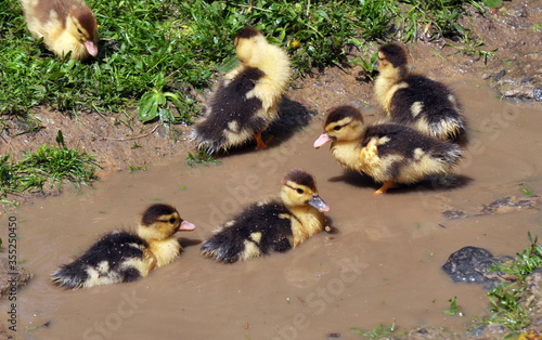 Young musk ducks (Cairina moschata) breed © orestligetka