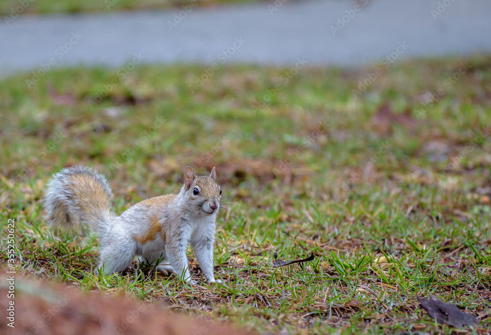 Obraz premium Rare White Eastern Grey Squirrel