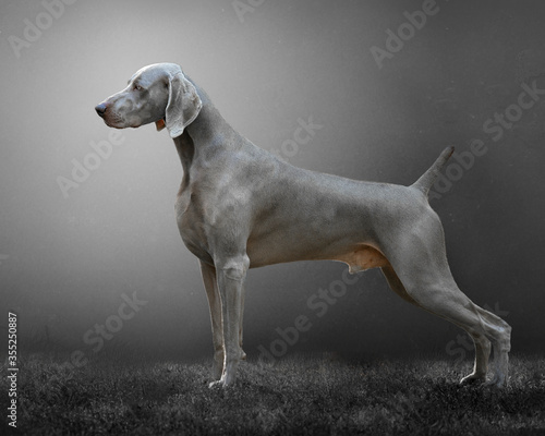 Tableau sur toile weimaraner posing on dark gray background