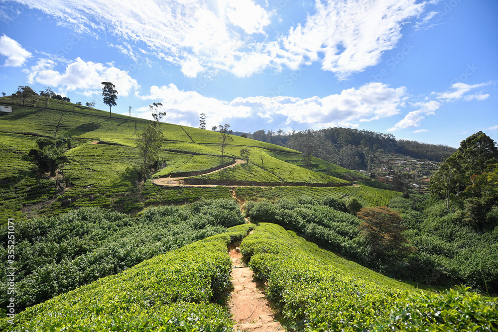 Fototapeta premium tea plantation