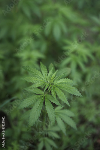 Growing organic cannabis herb on the farm, close up of cannabis leaf. Marijuana leaves in young cannabis plant a beautiful background. Medicinal indica with CBD. background green.