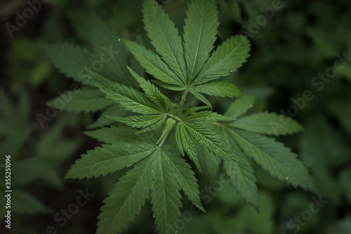 Growing organic cannabis herb on the farm  close up of cannabis leaf.  Marijuana leaves in young cannabis plant a beautiful background. Medicinal indica with CBD. background green.