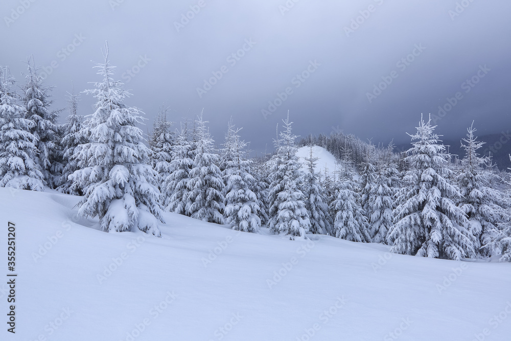 Winter scenery. Amazing snowy forest with pine tree. Lawn covered with white snow. Beautiful landscape of high mountains, sky with clouds and fog. Wallpaper snowy background.