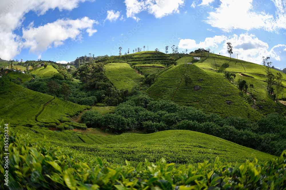 tea plantation tea plantation