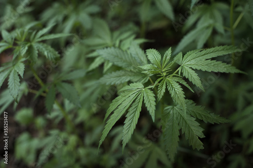 Growing organic cannabis herb on the farm  close up of cannabis leaf.  Marijuana leaves in young cannabis plant a beautiful background. Medicinal indica with CBD. background green.