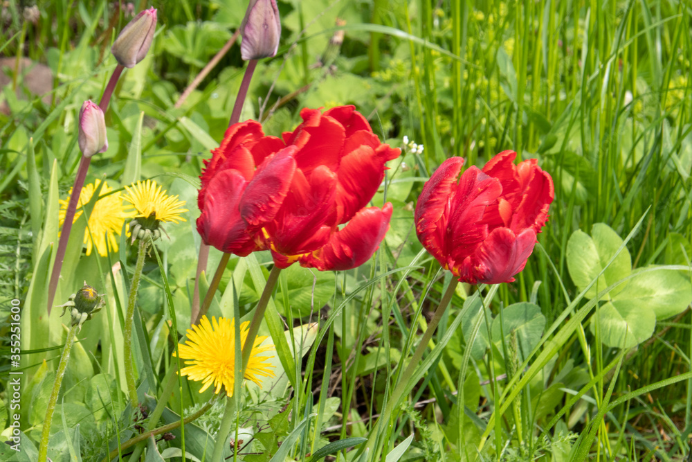 Obraz premium red tulips in an abandoned garden