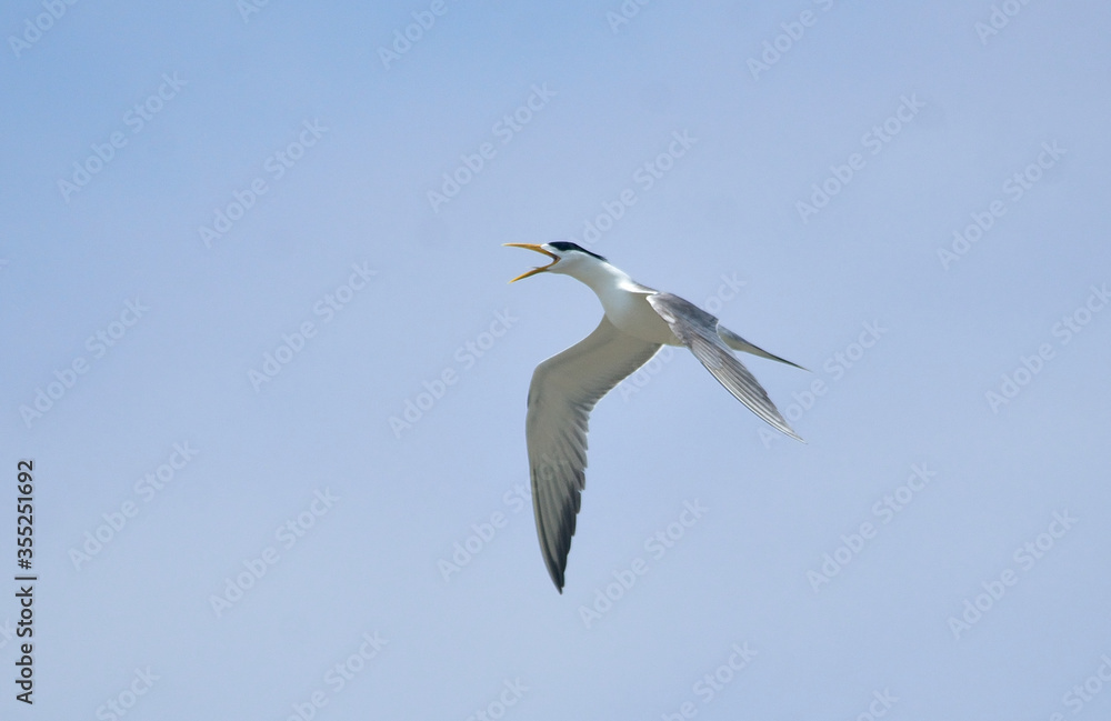 greater crested tern bird in fly greater crested tern bird in fly