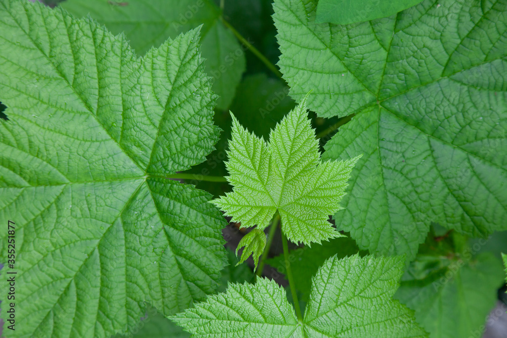 Green foliage of raspberry Green foliage of raspberry