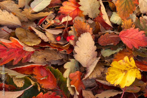 Bright multi-colored autumn leaves as a background.