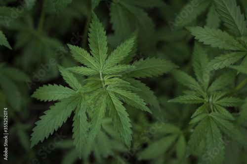 Growing organic cannabis herb on the farm  close up of cannabis leaf.  Marijuana leaves in young cannabis plant a beautiful background. Medicinal indica with CBD. background green.