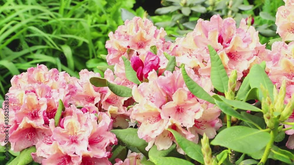 Azalea pink flowers blown by wind in garden in sunny day. Side view, close up. Azalea pink flowers blown by wind in garden in sunny day. Side view, close up.