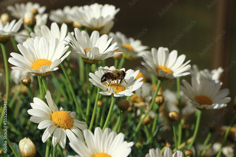 Obraz premium Biene im blühenden Garten
