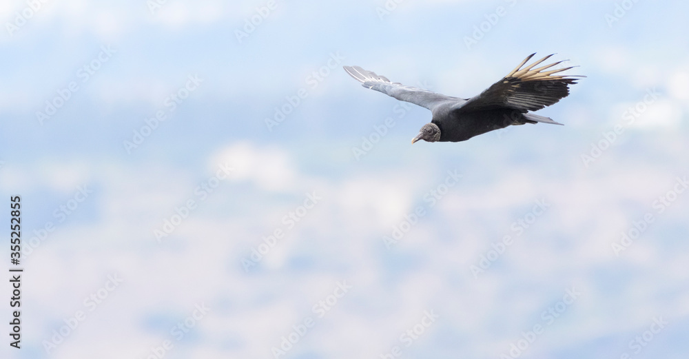 Obraz premium A black vulture (Coragyps atratus) in the middle of Quito, Ecuador