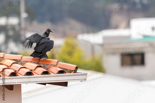 A black vulture (Coragyps atratus) in the middle of Quito, Ecuador photo