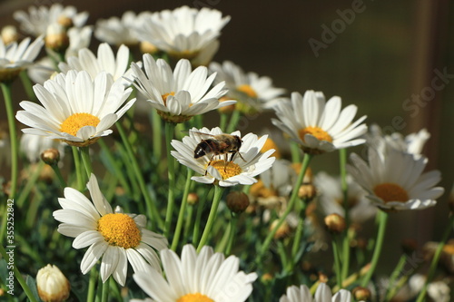 Biene im bl  henden Garten