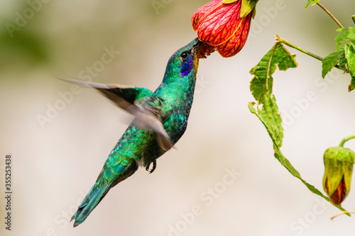 A sparkling violetear (Colibri coruscans) in Cumbayá, Quito, Ecuador