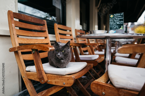 A gray cat sits on a chair on the restaurant's summer veranda. 
