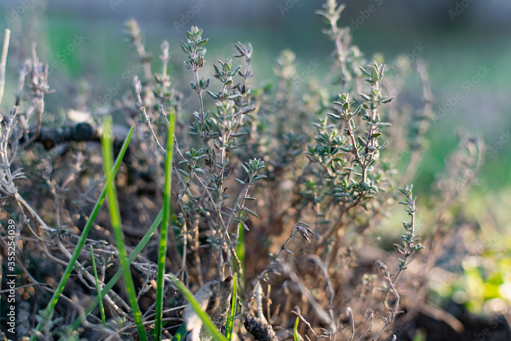 A low-growing aromatic shrub or semi-shrub of thyme or thyme. Beautiful photo of small leaves at sunset. Useful herb used in folk medicine and for giving flavor A low-growing aromatic shrub or semi-shrub of thyme or thyme. Beautiful photo of small leaves at sunset. Useful herb used in folk medicine and for giving flavor
