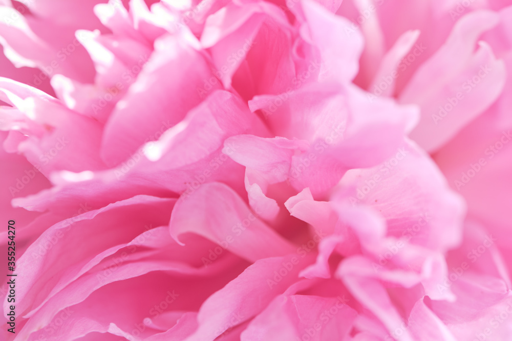 Background image of delicate petals of pink peony. Decorative flowering plant, flowers from the spring garden.