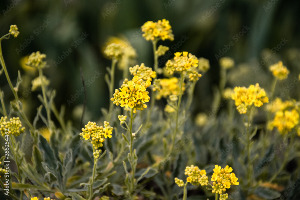 Fototapeta premium Basket of gold (Aurinia saxatilis) plant blooming in early spring, with yellow flowers, bee attracting plant