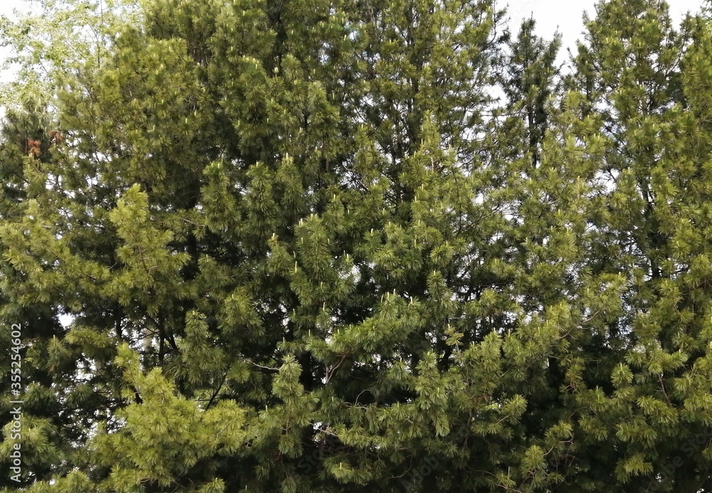 Fototapeta premium green tree
