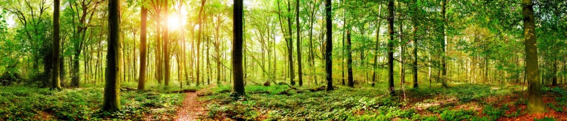 Leinwandbilder Panoramafotos Forest panorama in autumn with hiking trail and sun shining through the trees  © Günter Albers