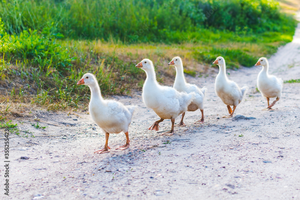 family of ducks go on the road in the village family of ducks go on the road in the village