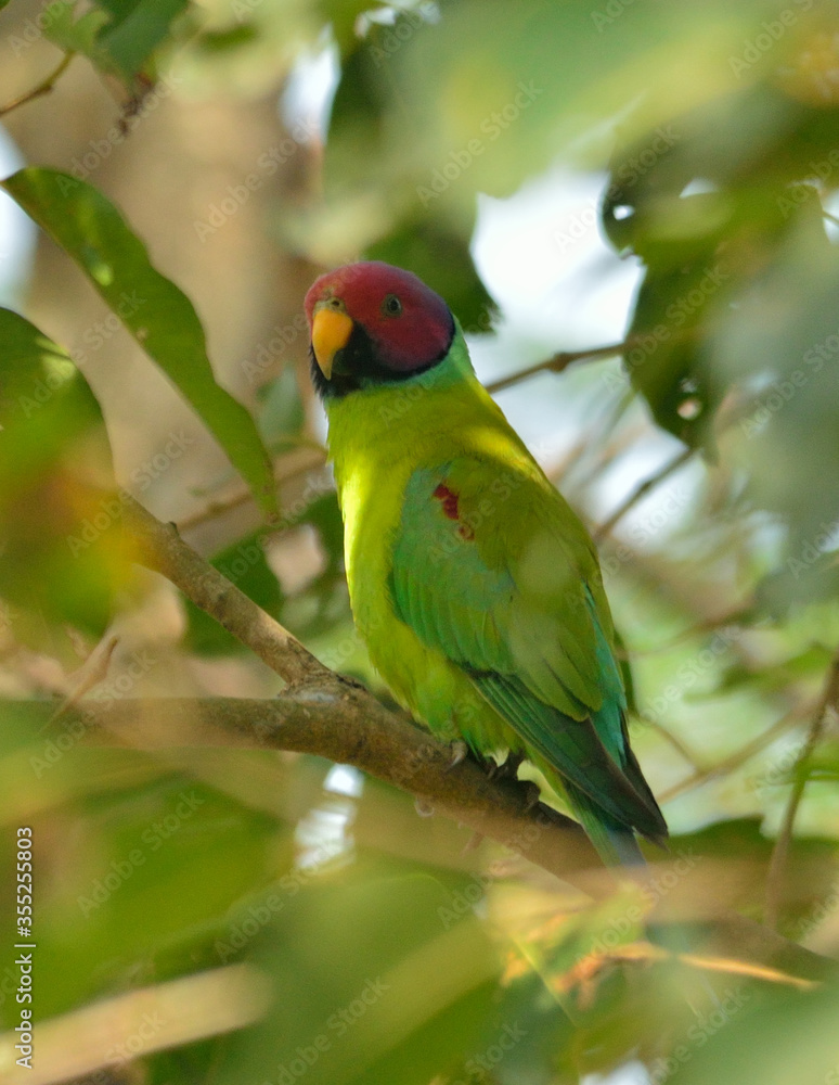 rose ringed parakeet bird in perch