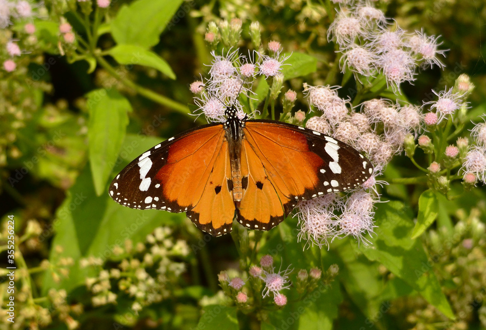 butterfly in a wild tree butterfly in a wild tree