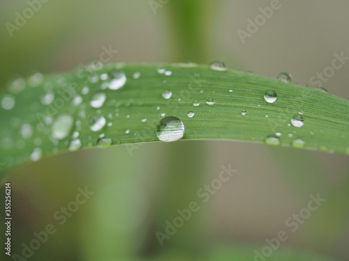 Water drops on plant leaves after rain.