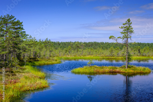 Viru bog (Viru Raba) in Lahemaa national Park, a popular natural attraction in Estonia, a tourist ecological trail. Picturesque landscape with swamp and forest © r_andrei