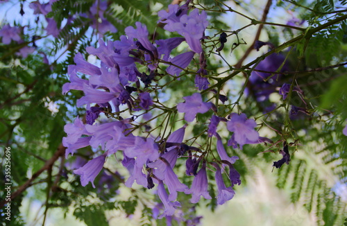 purple jakaranda flowers