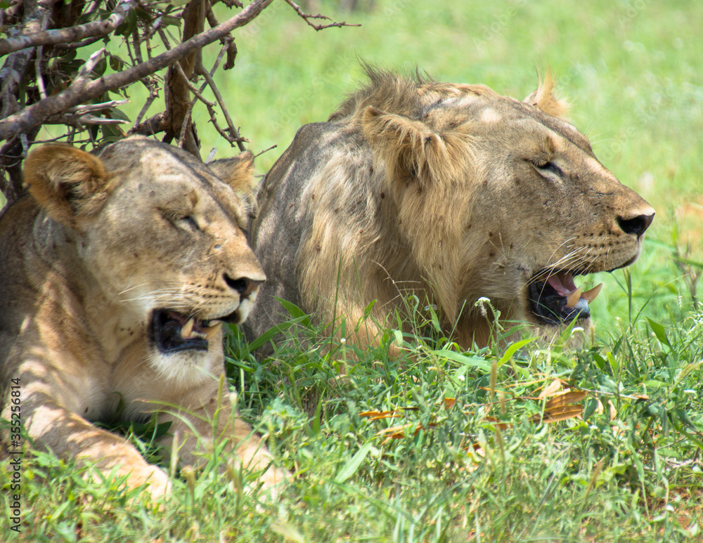 Lions Resting under a tree after mating Lions Resting under a tree after mating