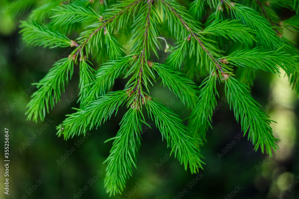 spruce branch, green, close-up. new year. Christmas spruce branch, green, close-up. new year. Christmas