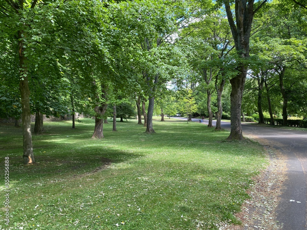 Fototapeta premium Park landscape, with main footpath and old trees in, Lister Park, Bradford, Yorkshire, UK