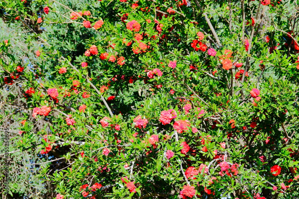 Pomegranat in the garden. Pomegranat in the garden.
