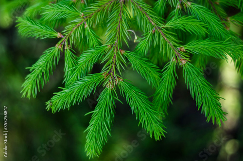 spruce branch  green  close-up. new year. Christmas