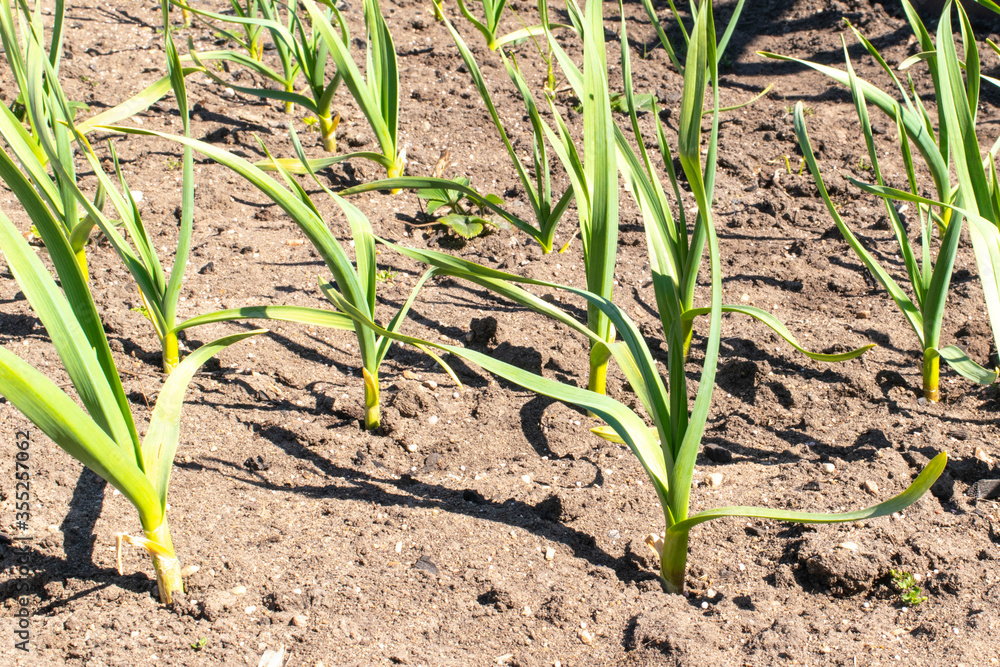 Spring, vegetable garden. Planting sapling garlic in the ground. Spring, vegetable garden. Planting sapling garlic in the ground.