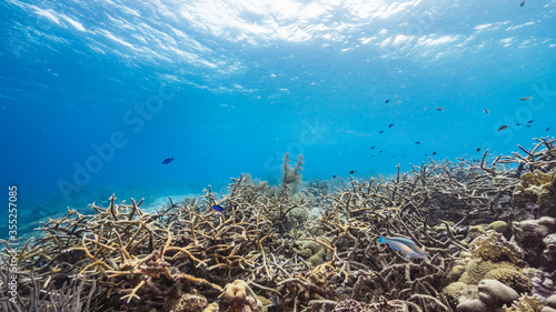 Seascape in shallow water of coral reef in the Caribbean Sea / Curacao with Staghorn Coral, fish and sponge