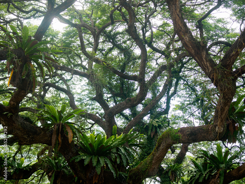 Singapore tree. Looking up into the branches of a large tropical tree in bright sunlight with symbiotic plants growing in them. Singapore tree. Looking up into the branches of a large tropical tree in bright sunlight with symbiotic plants growing in them.