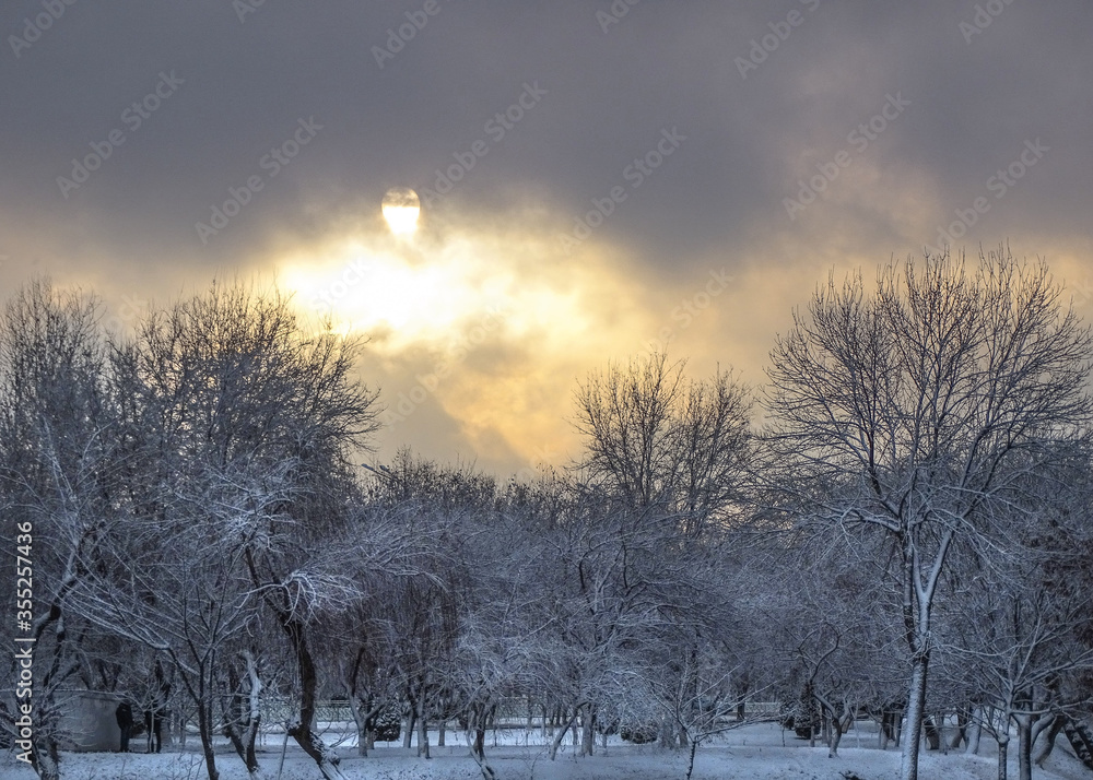 Winter landscape. Beautiful trees covered in snow. 