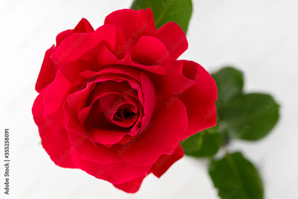 Rose Close up Rose Close up