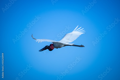 The jabiru bird (Jabiru mycteria), a large stork, in flight on blue sky. Pantanal, Brazil. 