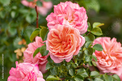 pink roses in garden