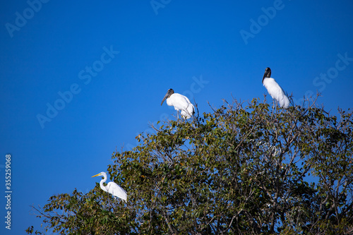 Two wood stork and one great egreat perched in a tree like the three musketeers. Brazilian Pantanal funny scenes.  photo