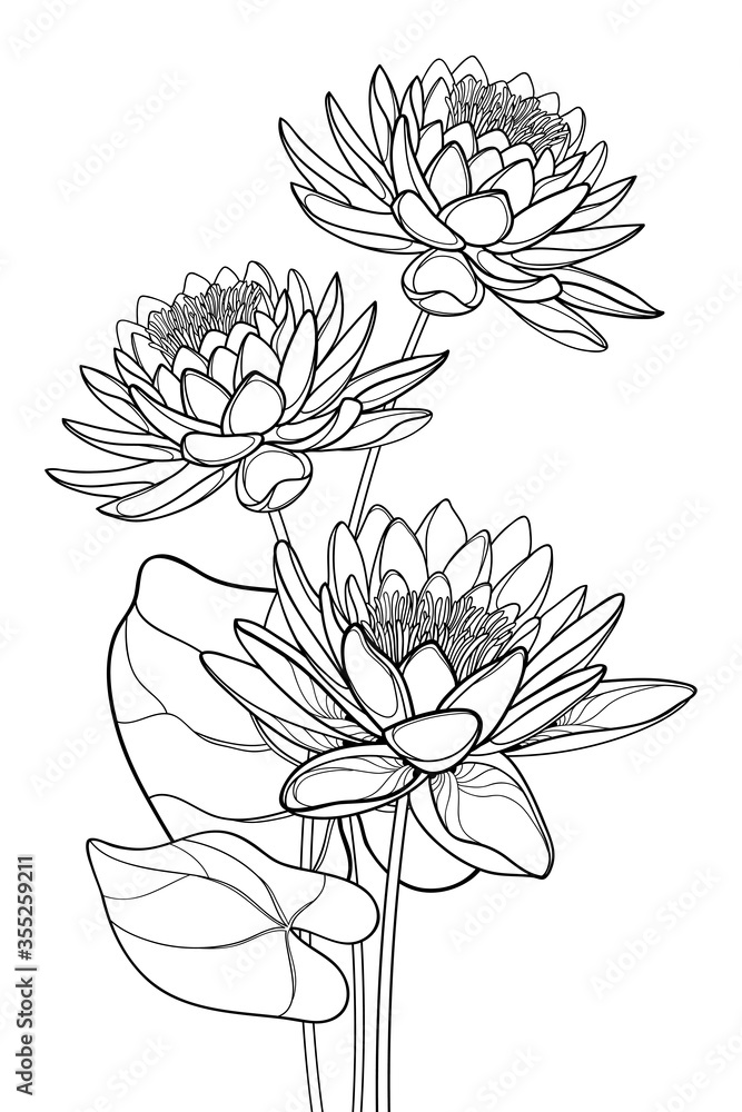 Fototapeta Bouquet of outline ornate Lotos or water lily flower and leaf in black isolated on white background.
